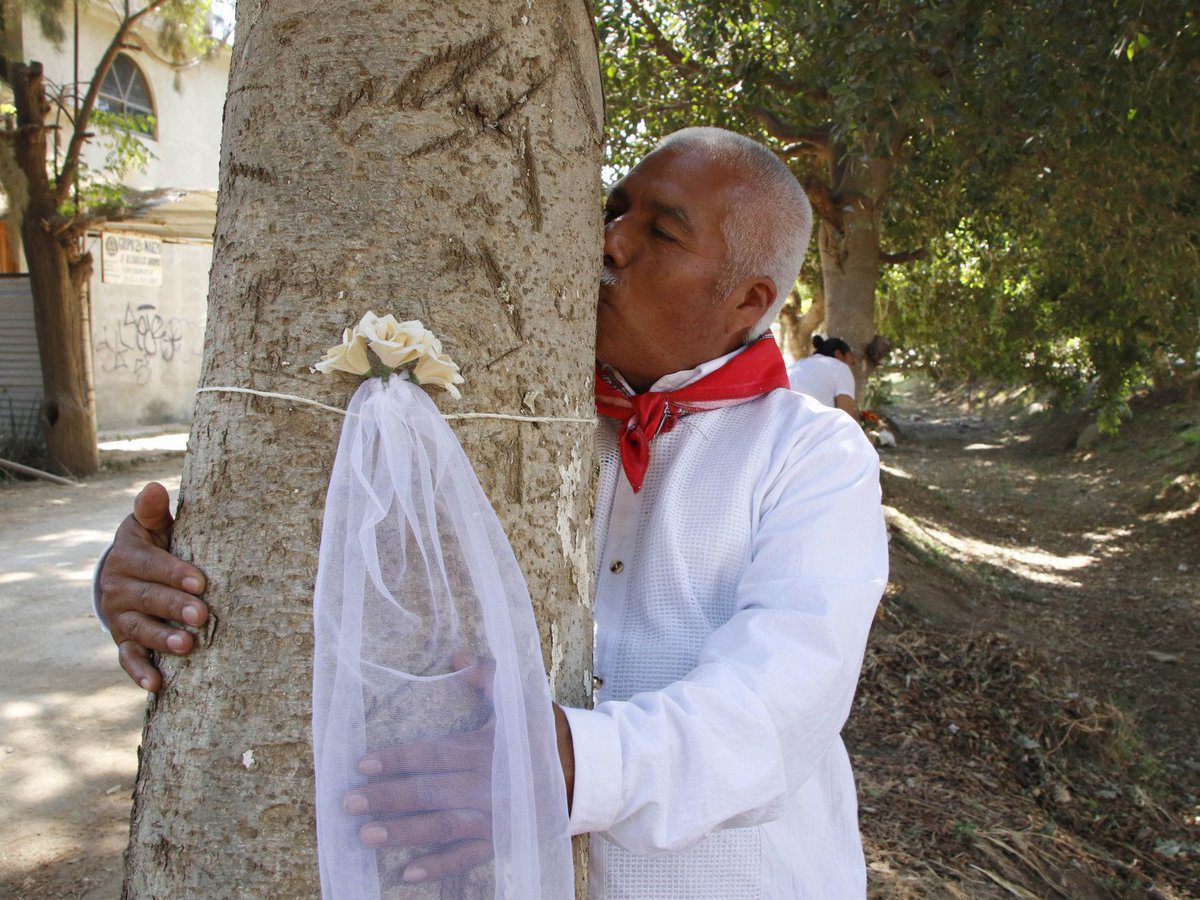 Se casan 30 personas con árboles en Oaxaca