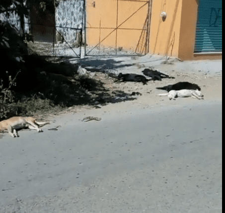 Masacre de perros en Ocotepec, los envenenaron