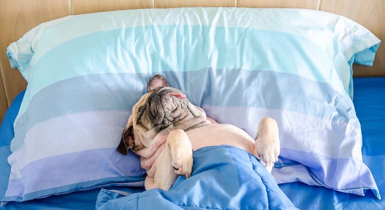 La NASA busca a personas que quieran estar 60 días en cama