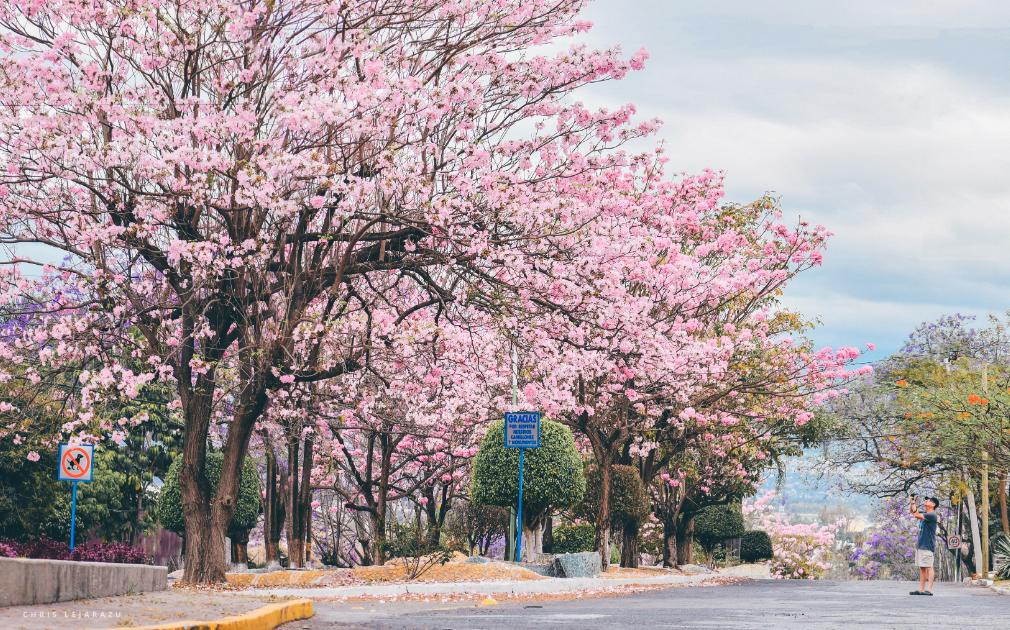 ¿Cómo se llaman los ÁRBOLES que adornan Cuernavaca?