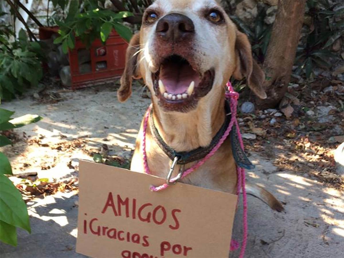 “Deko”, el perrito que vende postres caseros para pagar sus quimioterapias
