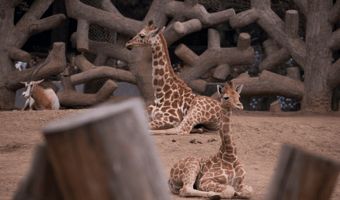 JiraFIFÍta se llamará la Jirafa bebé de Chapultepec