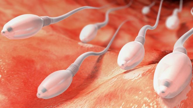 El semen actual es el peor en los últimos 40 años