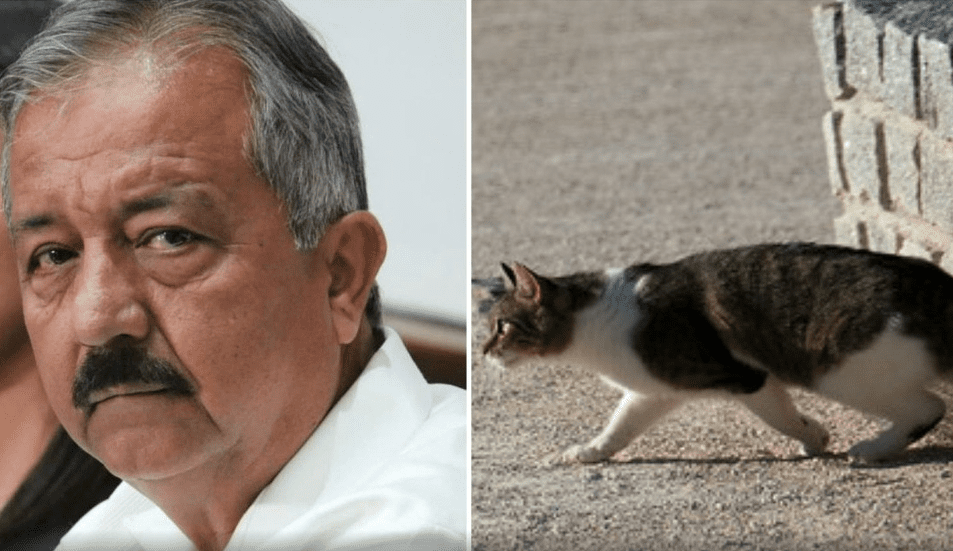 Gato ataca ferozmente a alcalde de Morena en Culiacán