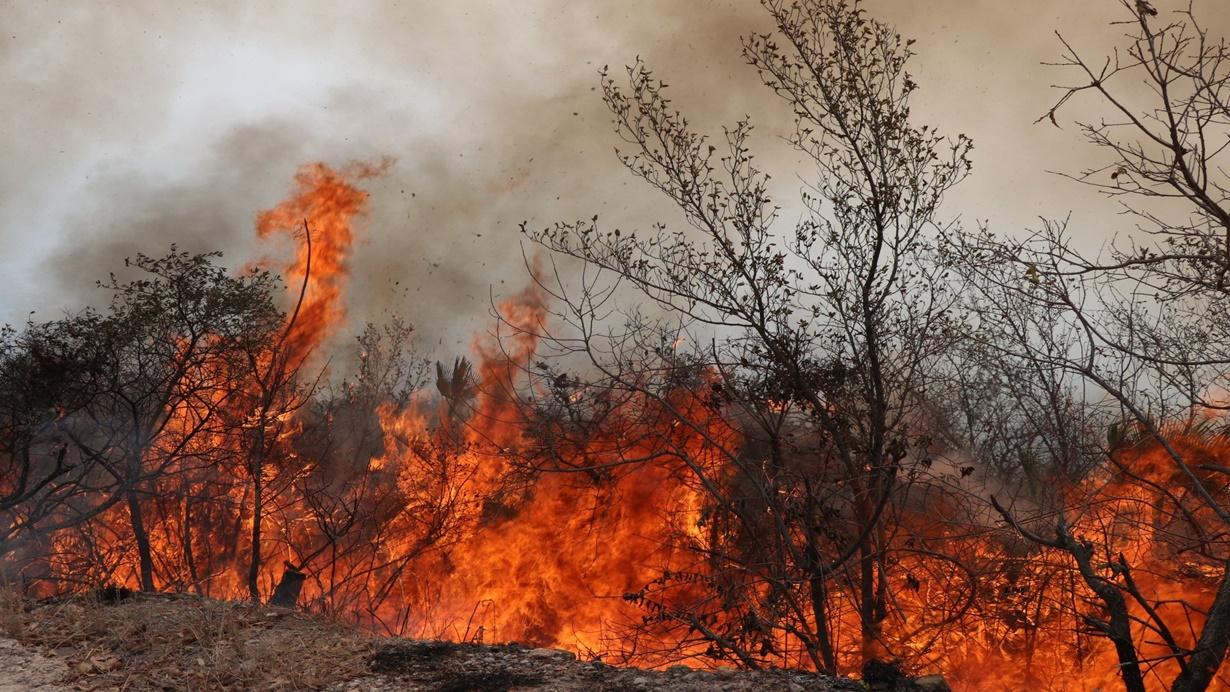 AMLO quitó mil 229 166 mdp a la Comisión Nacional Forestal (Conafor)
