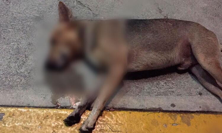 Envenenan a más de 100 perros y gatos en Campeche