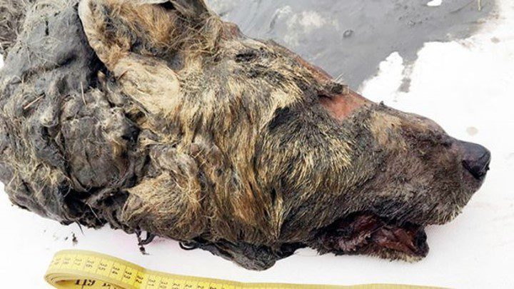 Encuentran cabeza de lobo prehistórico con más de 40 mil años