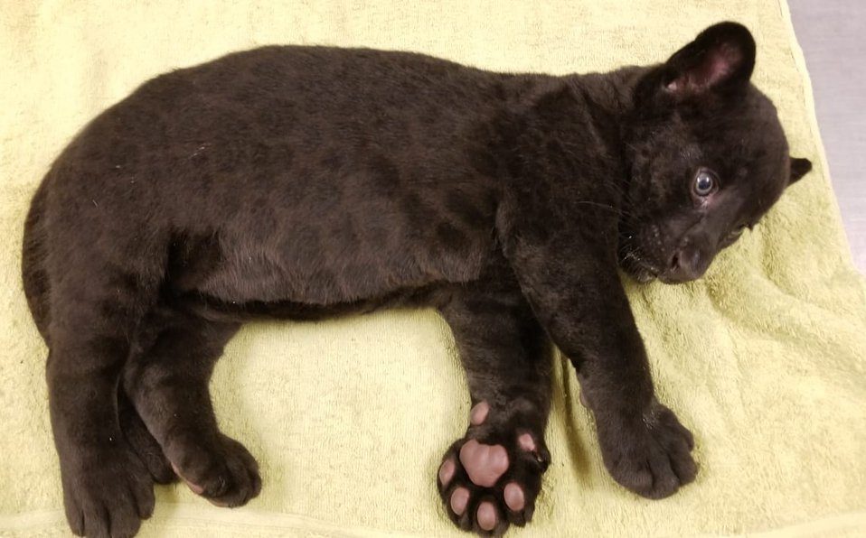 Nace jaguar ‘negro’ en zoológico de Culiacán