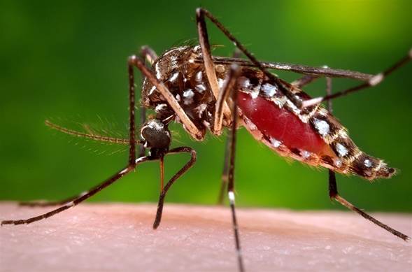 Primeros casos de Chikungunya en turistas de España