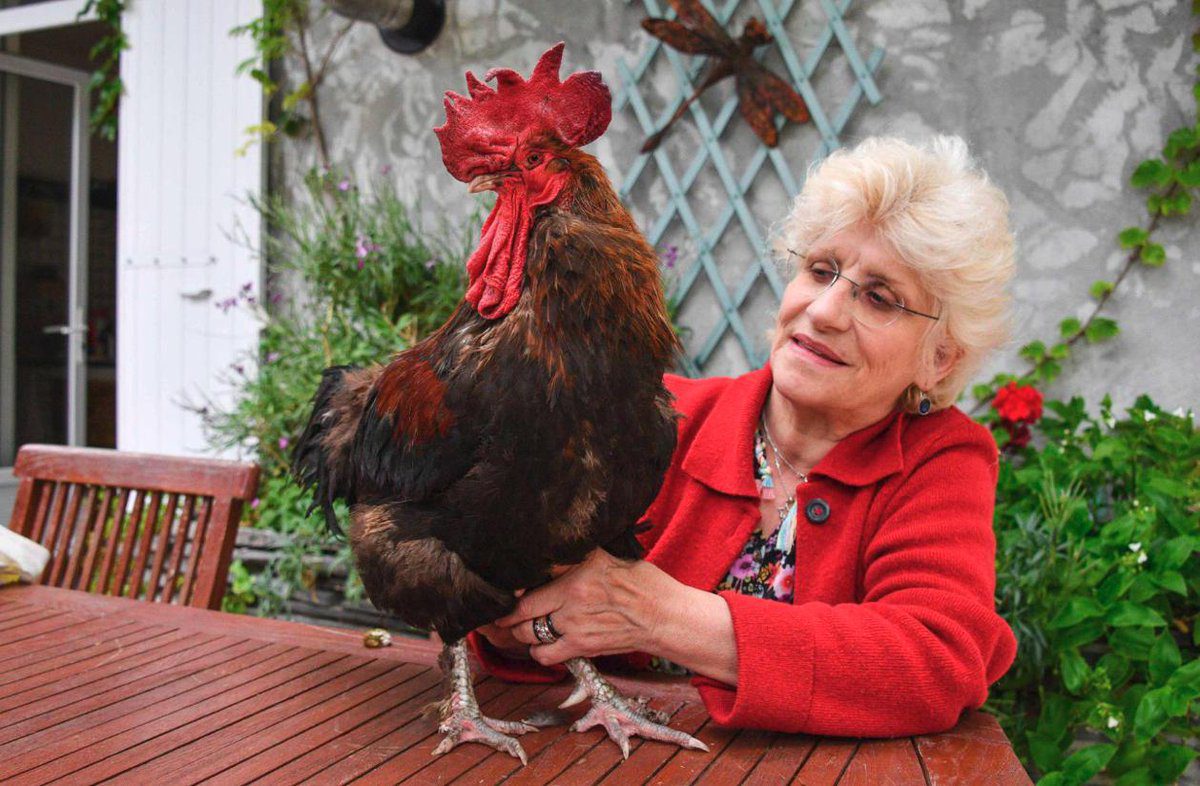 Comienzan juicio contra UN GALLO denunciado por ‘ruidoso’