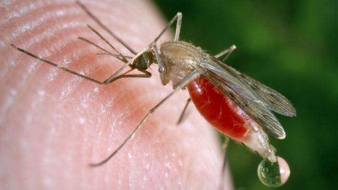 El mosquito podría transmitir virus mortal que causa daño cerebral