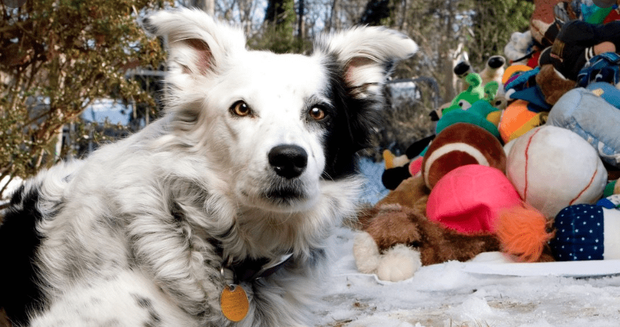 Muere el perro más inteligente del mundo a los 15 años