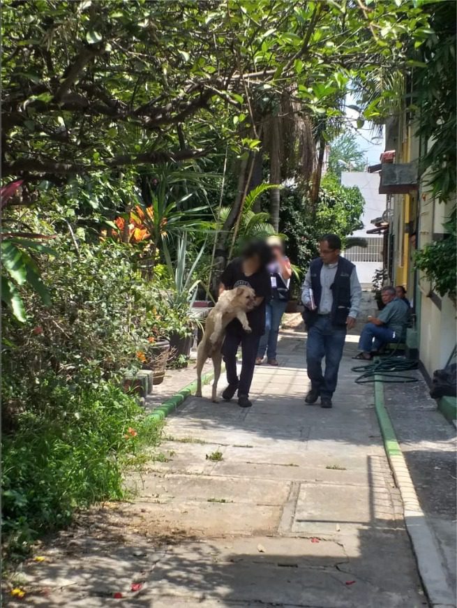 Denuncia el maltrato animal, te decimos cómo