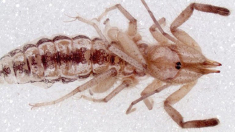 Araña que come carne humana es una FAKE NEWS