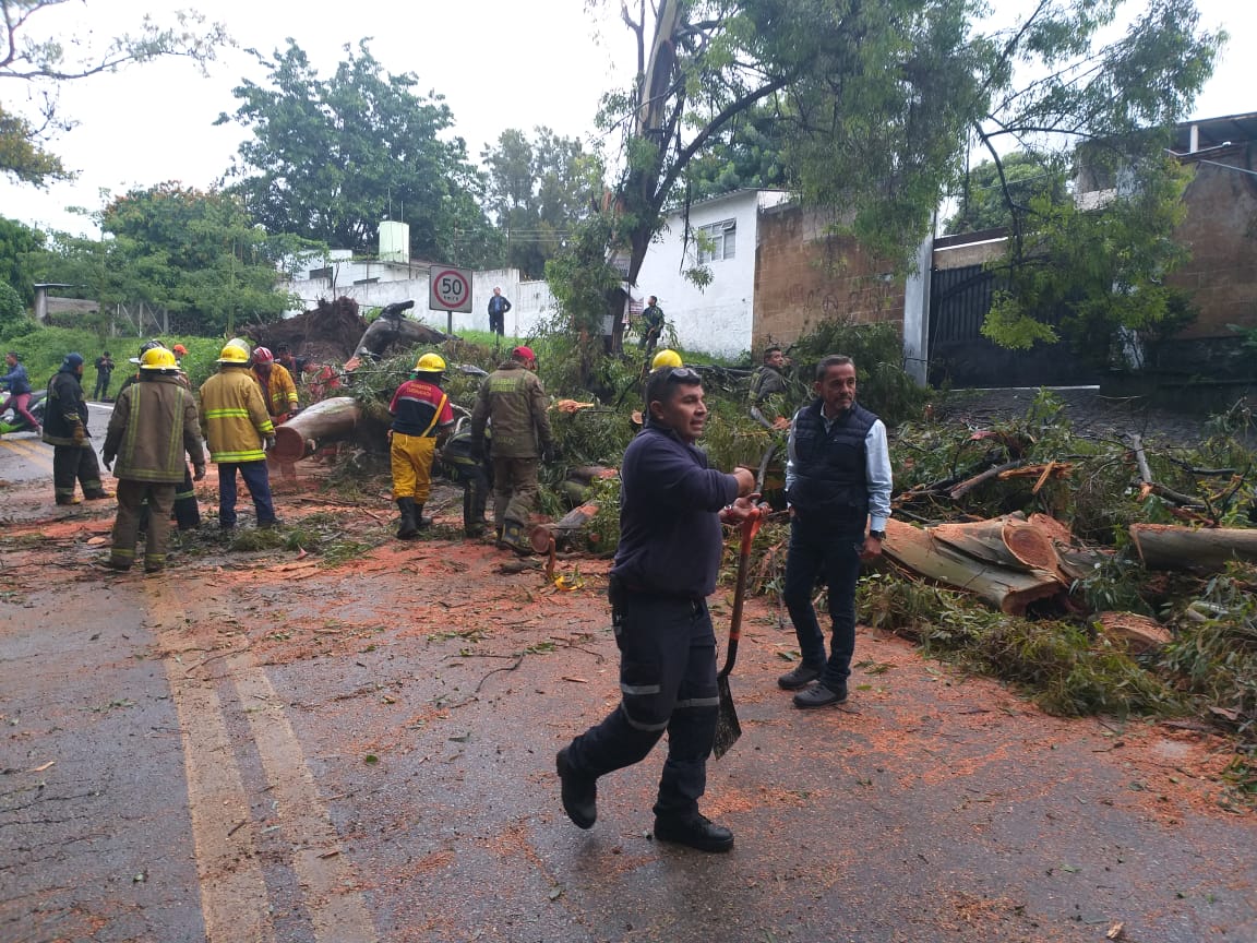 Lluvias dejan árboles caídos y obstrucciones en carreteras de Cuernavaca