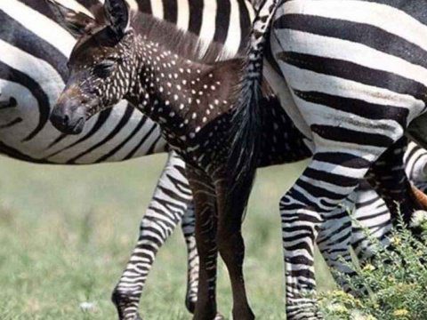¡Insólito! Cebra nace con puntos y no con rayas