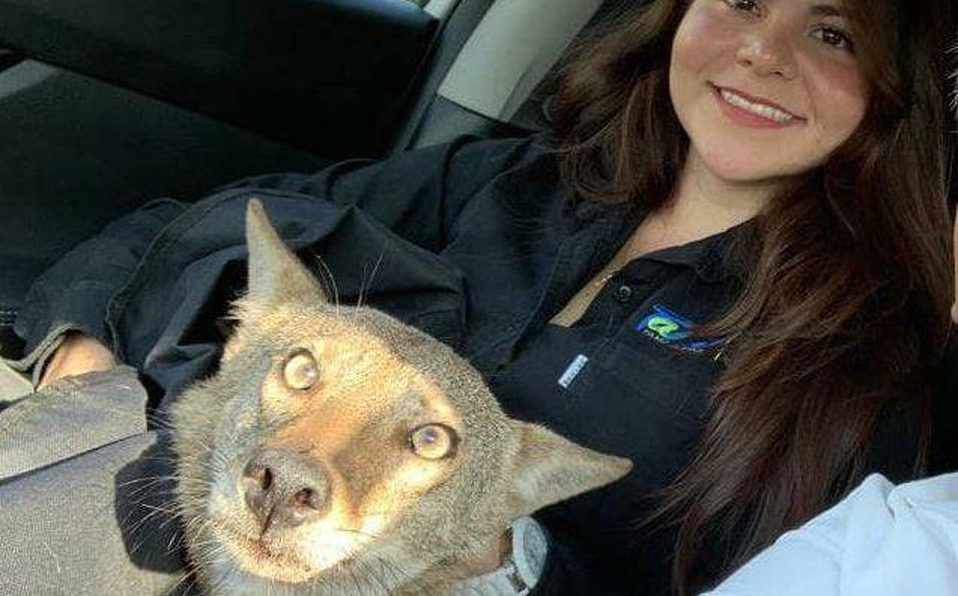(FOTOS) Mujer confunde a un coyote con un perro y lo rescata