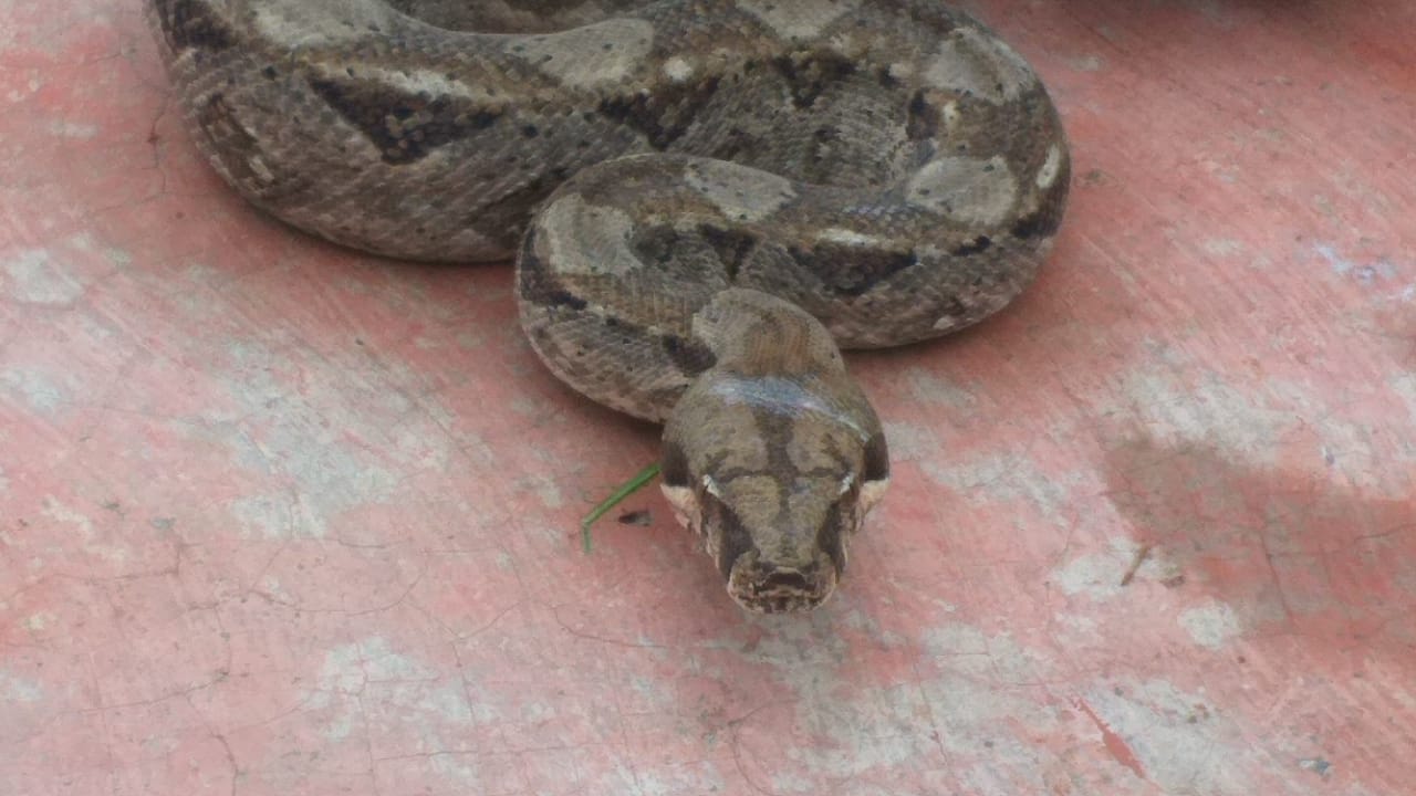 Rescatan Boa Constrictor en calles de Cuernavaca