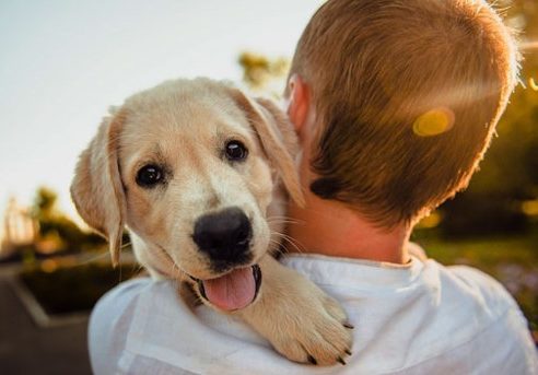 ¿Qué hacer con las mascotas en casos de sismo?