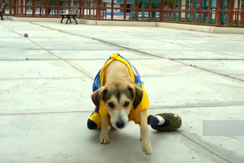 Roban silla de ruedas a perrito inválido (VIDEO)