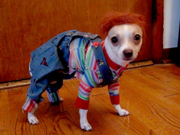 Aquí los mejores disfraces de Halloween para tu MASCOTA