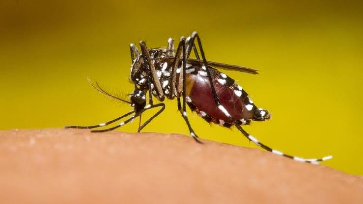 Aumenta a 89 la cifra de muertos por dengue en el país