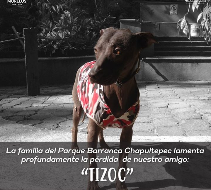 Muere Tizoc el Xoloitzcuintle del Parque Chapultepec en Cuernavaca