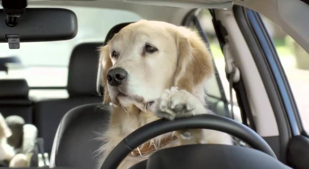[VIDEO] Perro conduce auto porque dueño lo olvidó adentro
