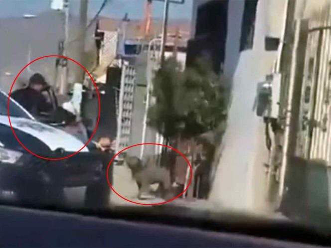Policía dispara SIN RAZÓN contra un perro en Tijuana