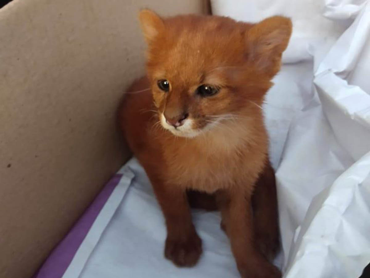 Mujer rescata a GATITO pero después descubrió que es un PUMA