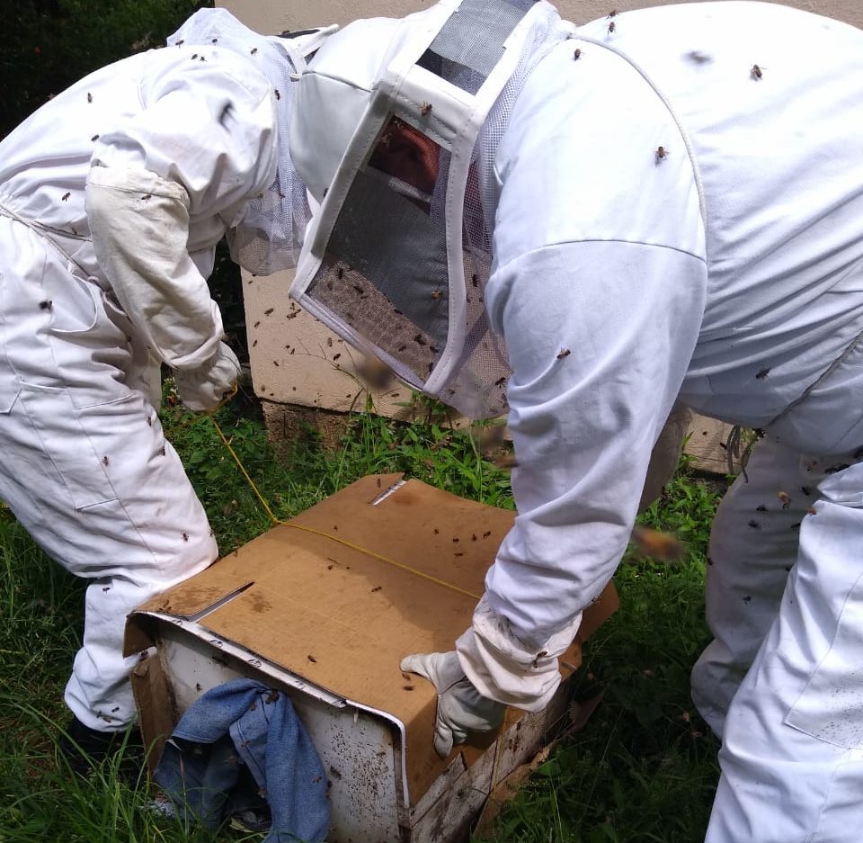 Piden no EXTERMINAR ABEJAS, repórtalas a Protección Civil