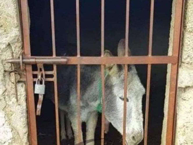 Encarcelan a burro; no le dan ni agua, ni comida