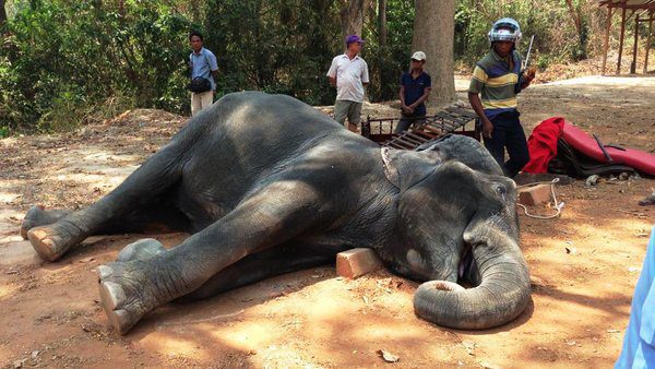 Elefante muere de cansancio por cargar turistas