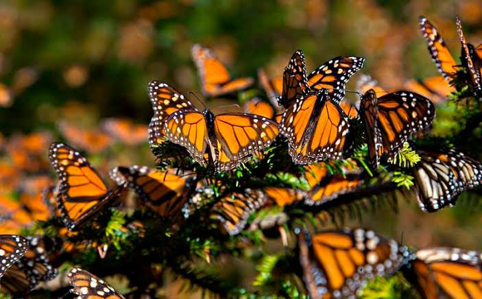Mariposas monarca llegan a santuarios del Edomex y Michoacán