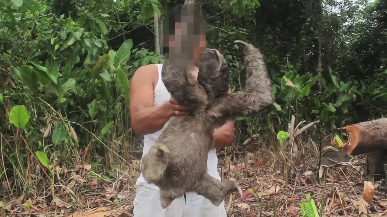 Video revela cómo trafican especies por internet