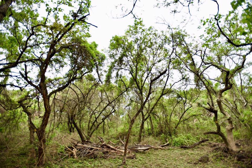 Graco Ramírez no expropió el predio ‘Los Venados’ en Jiutepec