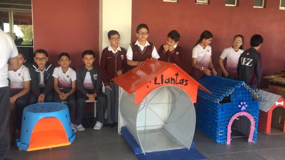 Niños crean CASAS para perros SIN HOGAR con material reciclado
