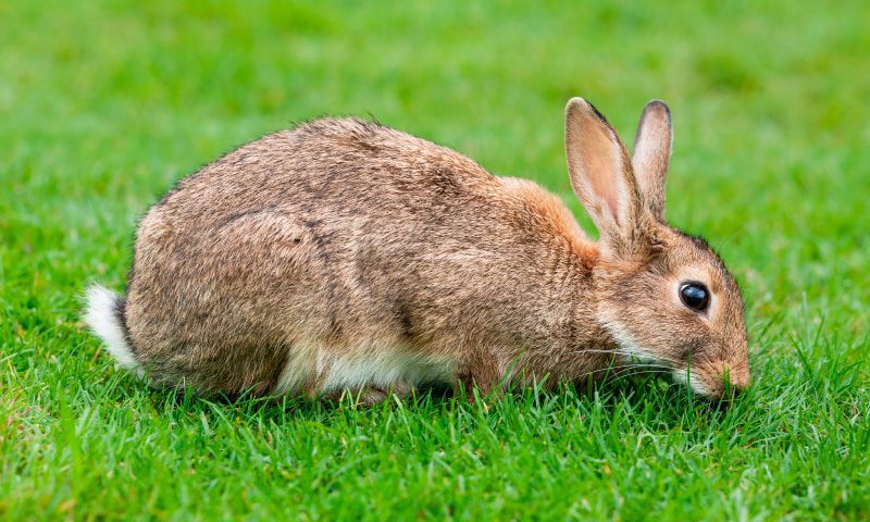 Declaran al CONEJO en peligro de extinción