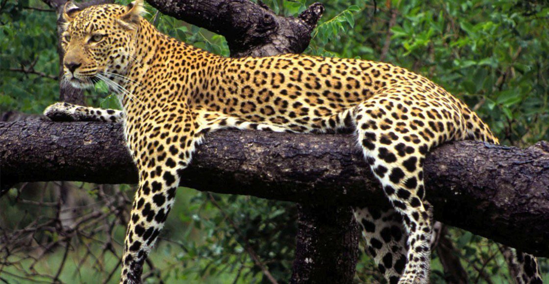 Hallan JAGUAR mutilado para vender colmillos a CHINA