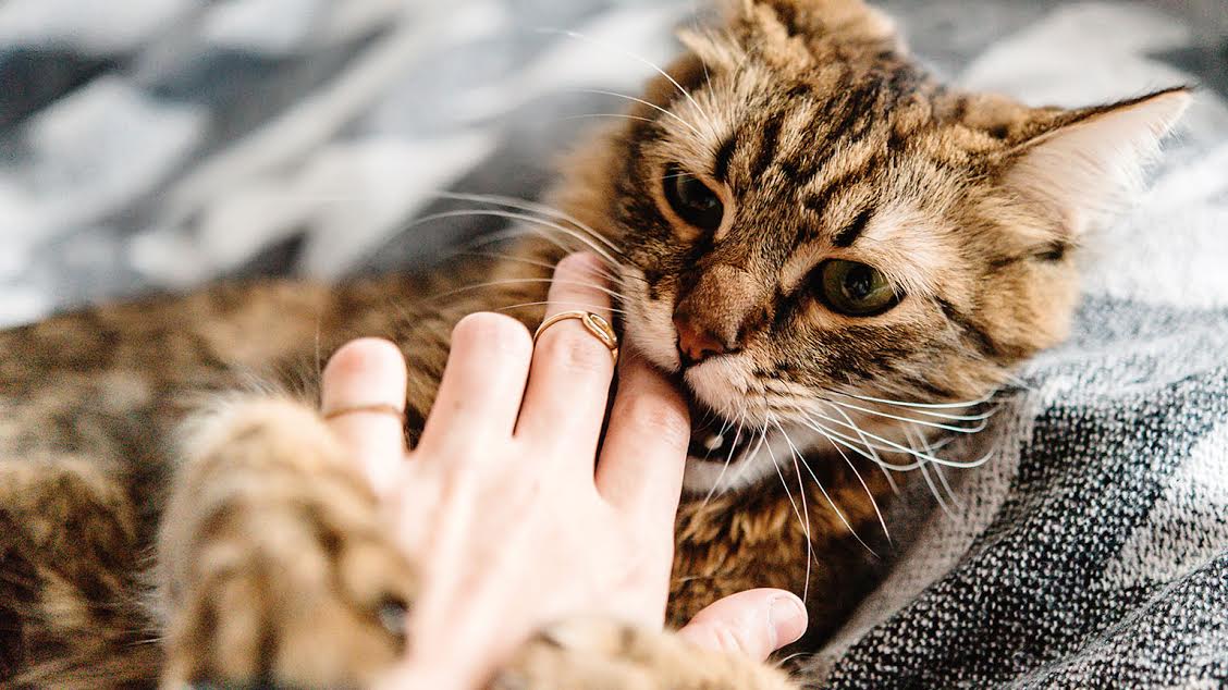 Hombre muere de RABIA por la mordida de una GATO