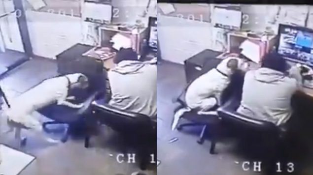 Perrito empuja silla para acompañar a su dueño mientras trabaja