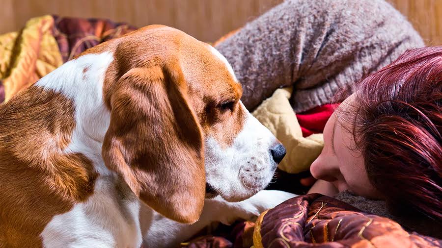 ¡Tú perro entiende cómo te sientes! lo confirma un estudio