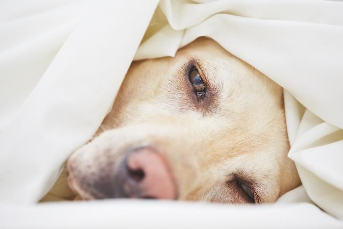 Descubren la INFLUENZA CANINA podría ser letal para los humanos