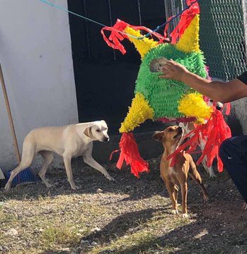 Organizan POSADA para PERRITOS en albergue