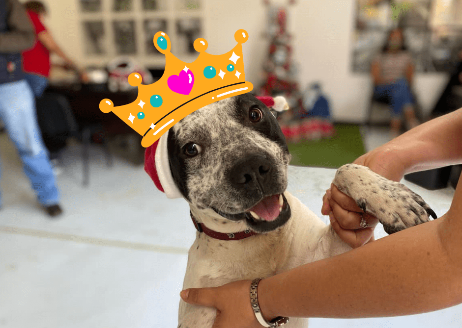 NO USES GLOBOS, 5 ideas para mandar carta a los Reyes Magos