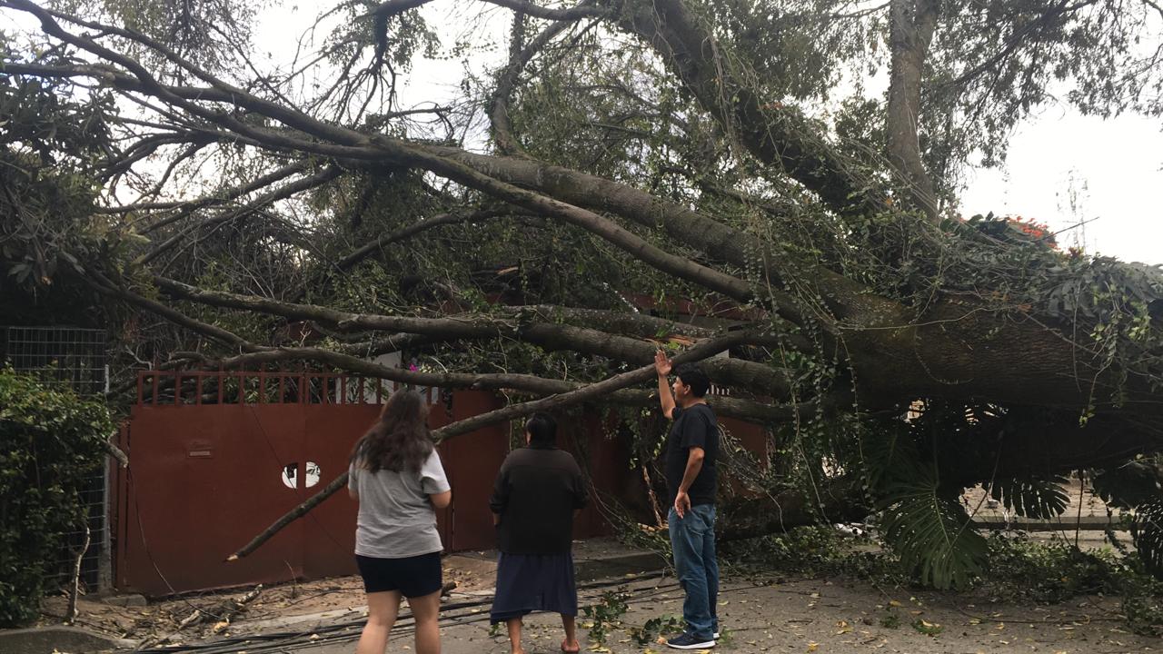 Cae árbol de 15 metros en casa de Cuernavaca