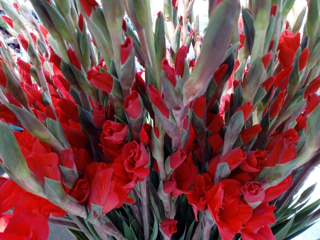 Clima y suelo causa problemas a productores de GLADIOLA en Morelos