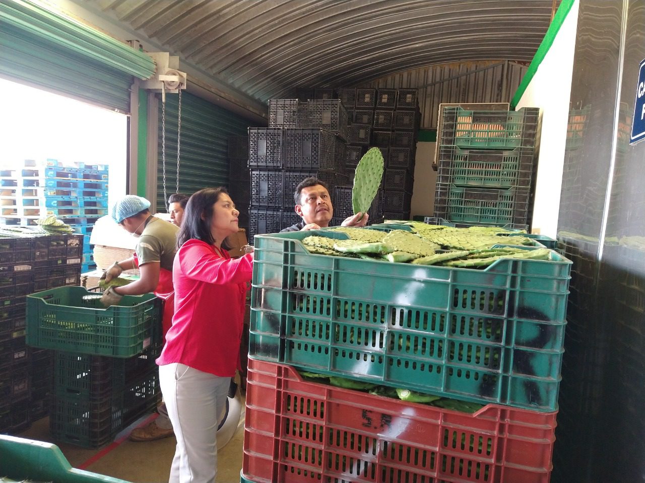 Morelos encabeza 1er lugar de exportación de NOPAL