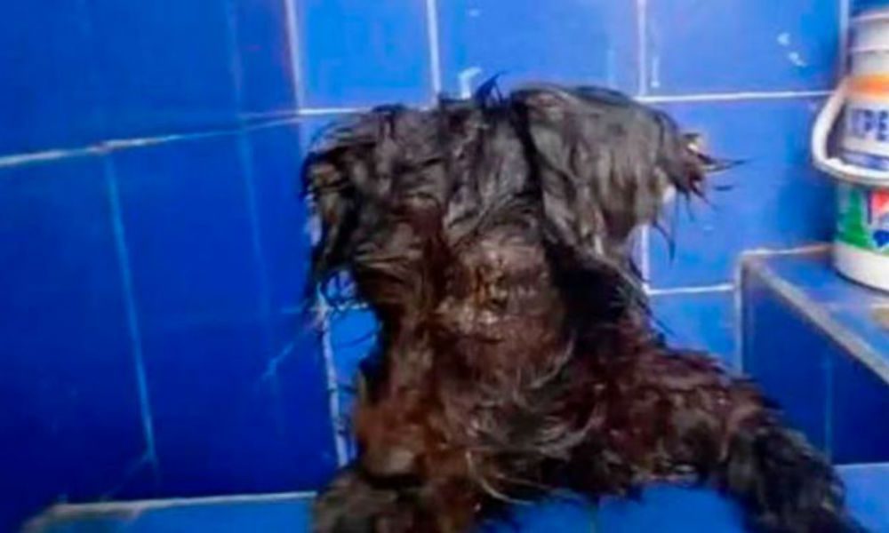 Abandonan a perrita y le pegan lo ojos con adhesivo para que no los siga