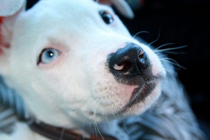Muere perrita al ser herida por la pirotecnia en su ojo